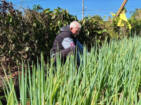 Terreno de subestação vira horta e exemplo de mobilização comunitária