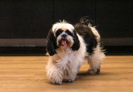 Shih-tzu perdido no Vivendas do Bosque aparece no Campo Grande News