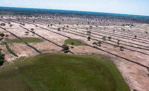 Pantanal perdeu &aacute;rea natural maior que duas Campo Grande em 40 anos