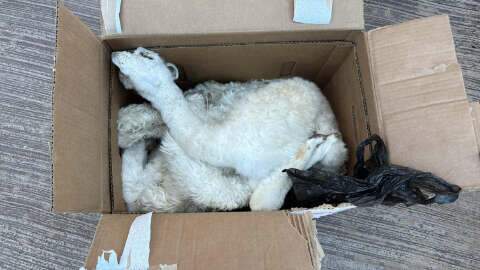 Com ajuda de c&atilde;o, 10 fetos de lhama s&atilde;o encontrados em &ocirc;nibus clandestino