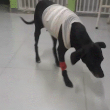 Veterin&aacute;rio procura tutor de cadela atacada por pitbull e que teve pata amputada