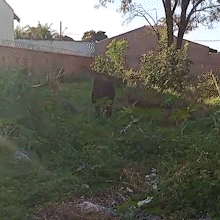 Moradora encontra cavalos vagando pelo Centro-Oeste e procura donos