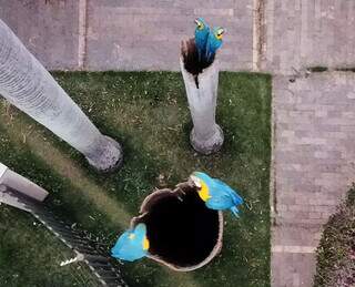 Com &lsquo;reality&rsquo; de aves na varanda, primeira palavra de Miguel foi arara