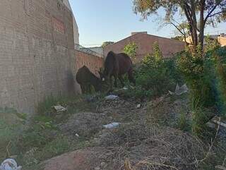 Moradora encontra cavalos vagando pelo Centro-Oeste e procura donos