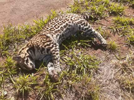 Comerciante flagra on&ccedil;a-pintada morta &agrave;s margens da BR-267