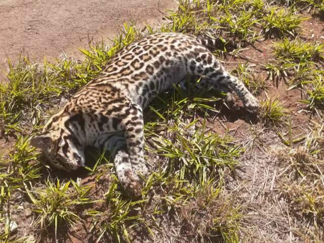 Comerciante flagra on&ccedil;a-pintada morta &agrave;s margens da BR-267