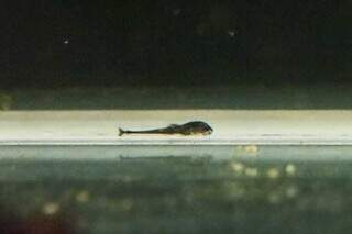 Bioparque descobre 13 esp&eacute;cies de peixes e faz a reprodu&ccedil;&atilde;o de forma in&eacute;dita