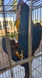 Arara &eacute; atingida por linha de cerol e pode ter asa amputada