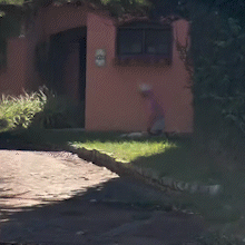 Homem &eacute; filmado abusando de cadela em quintal; segundo caso em 24 horas