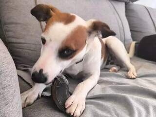 Filhote Loki desaparece no Jardim Paulista e tutora pede ajuda para encontr&aacute;-lo