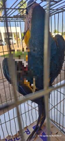 Arara &eacute; atingida por linha de cerol e pode ter asa amputada