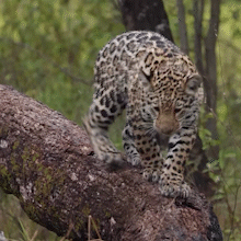 Novo filhote de on&ccedil;a-pintada encanta ao explorar &aacute;rvore no Pantanal