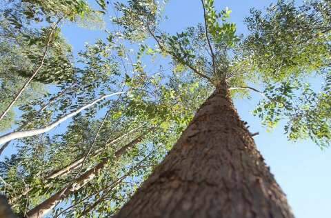 Novas ind&uacute;strias e mercado de carbono ser&atilde;o debatidos em evento florestal de MS