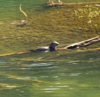 Lontra encanta ao ser vista se alimentando no Rio do Peixe 