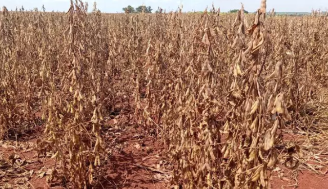 Seca deixa d&iacute;vida milion&aacute;ria no campo e agro recorre &agrave; Justi&ccedil;a para n&atilde;o falir