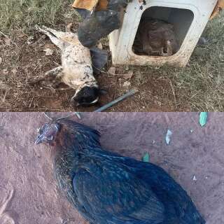 Ataque de abelhas no quintal de casa mata cachorro e galinha
