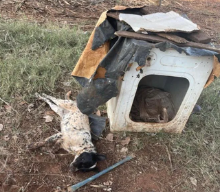 Ataque de abelhas no quintal de casa mata cachorro e galinha