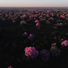 De cima, Pantanal se transforma em tapete rosa com a florada de ip&ecirc;s