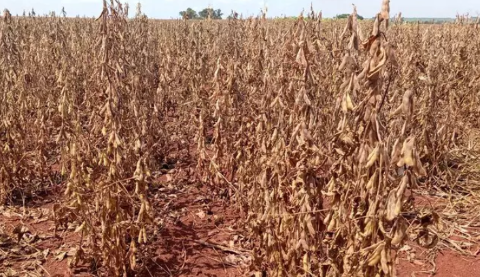 Seca deixa d&iacute;vida milion&aacute;ria no campo e agro recorre &agrave; Justi&ccedil;a para n&atilde;o falir