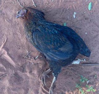 Ataque de abelhas no quintal de casa mata cachorro e galinha
