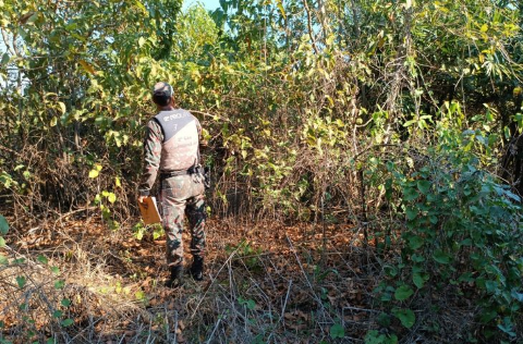 Fazenda no Pantanal dever&aacute; reflorestar 31 hectares ap&oacute;s desmate