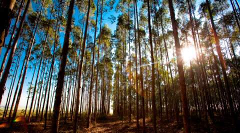MS multiplica por cinco a &aacute;rea de florestas plantadas em 10 anos