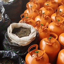 Pol&iacute;cia fecha laborat&oacute;rio de &ldquo;maconha especial&rdquo; que vale R$ 100 mil/kg