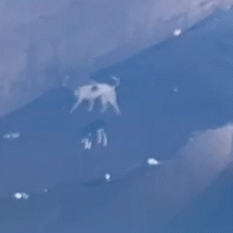 Protetores tentam h&aacute; dias resgatar animais presos &agrave;s margens do C&oacute;rrego Segredo