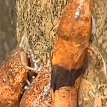 Peixe-aranha? Bagres s&atilde;o flagrados escalando pared&otilde;es de cachoeira