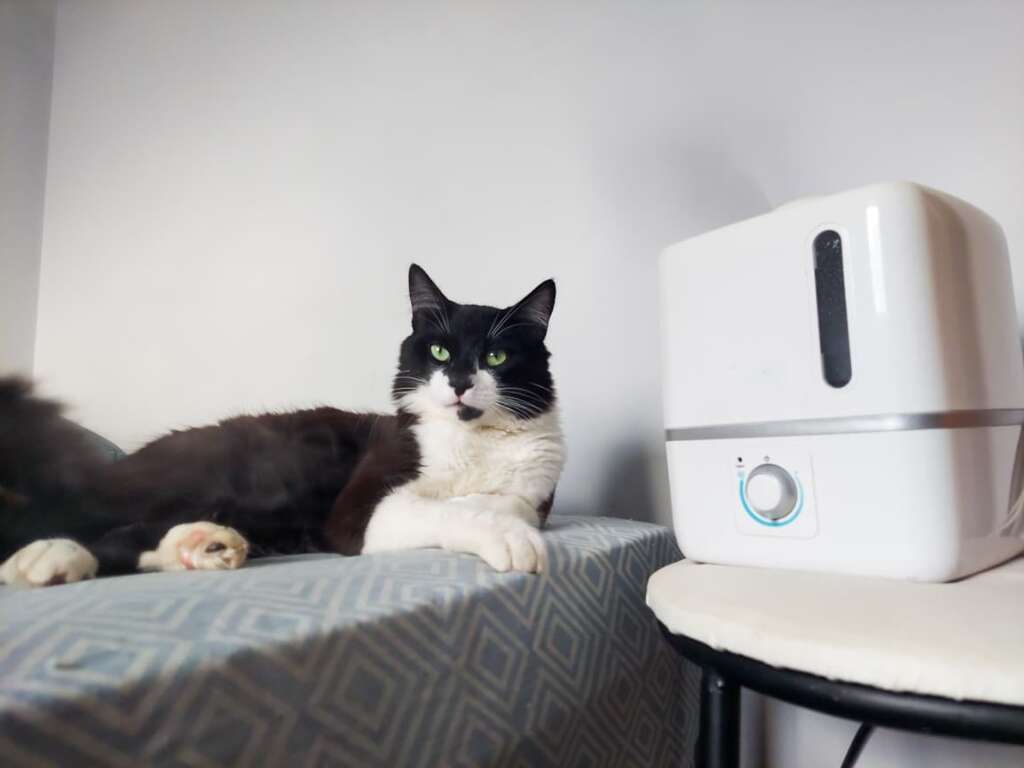 Umidificador pode salvar a respiração do seu pet no tempo seco