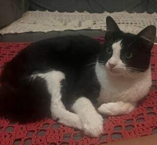 Fam&iacute;lia procura por gatinho Gaara, desaparecido no Bairro Noroeste