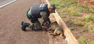 L&iacute;der em atropelamento de animais, BR-262 recebe passagens subterr&acirc;neas