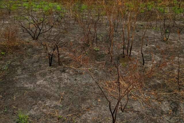Queimadas despencam em julho, mas especialista alerta que seca continua