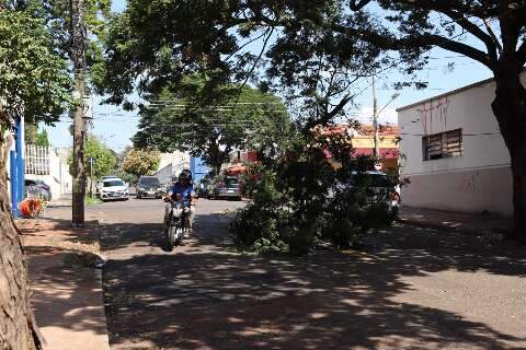 Furg&atilde;o arranca galho de &aacute;rvore e causa transtornos no tr&acirc;nsito da Vila Gl&oacute;ria