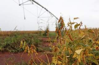 D&iacute;vidas do agro em MS somam R$ 1,2 bi e recupera&ccedil;&otilde;es judiciais dobraram em 2025