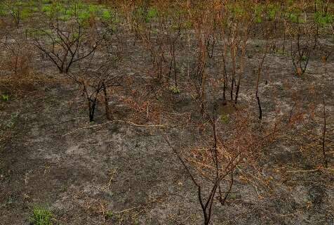 Queimadas despencam em julho, mas especialista alerta que seca continua