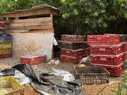 Preso novamente, homem &eacute; flagrado em abatedouro clandestino com 90 aves
