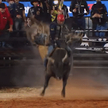 Estreante de MS faz hist&oacute;ria, vence rodeio em touros e vai para EUA