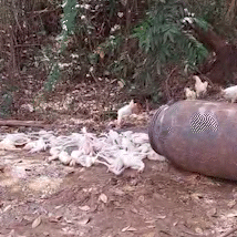 Mais de 140 aves de abatedouro clandestino ser&atilde;o descartadas em Campo Grande