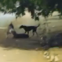 Pitbull solto ataca e arrasta cachorro em bairro de Campo Grande