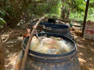 Preso de novo, homem &eacute; flagrado em abatedouro clandestino com 90 aves