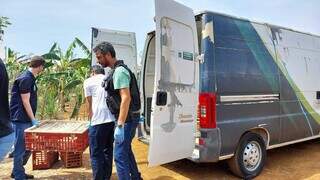 Mais de 140 aves de abatedouro clandestino ser&atilde;o descartadas em Campo Grande