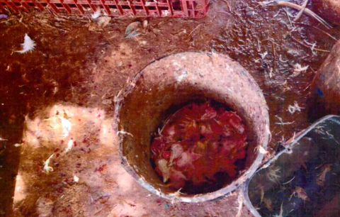 Preso em abatedouro clandestino diz que recebia R$ 1,50 por ave morta