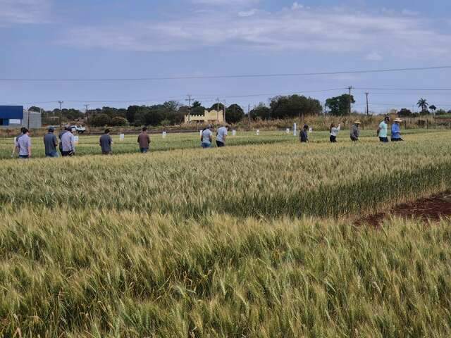 Destaque na d&eacute;cada de 80, cultivo do trigo busca expans&atilde;o em MS com pesquisas