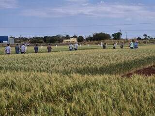 Destaque na d&eacute;cada de 80, cultivo do trigo busca expans&atilde;o em MS com pesquisas