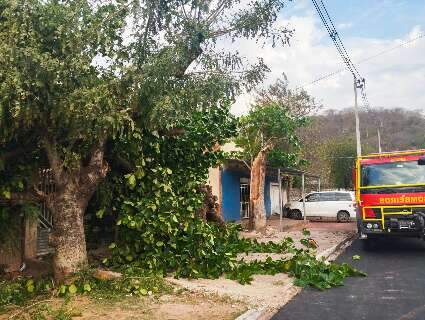 Ventos fortes derrubam &aacute;rvores e bloqueiam entrada de casas em Corumb&aacute;