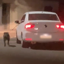 Motorista passeia com cachorro fora do carro e cena causa revolta