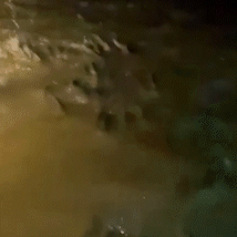 Cardume de curimbas se estende por quil&ocirc;metros e vira atra&ccedil;&atilde;o no Pantanal