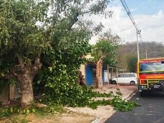 Ventos fortes derrubam &aacute;rvores e bloqueiam entrada de casas em Corumb&aacute;