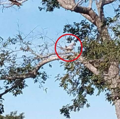 Moradora flagra arara com penas brancas em fazenda de Terenos